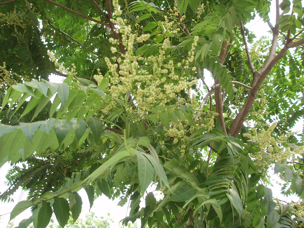 AilanthusAltissimaFlower2