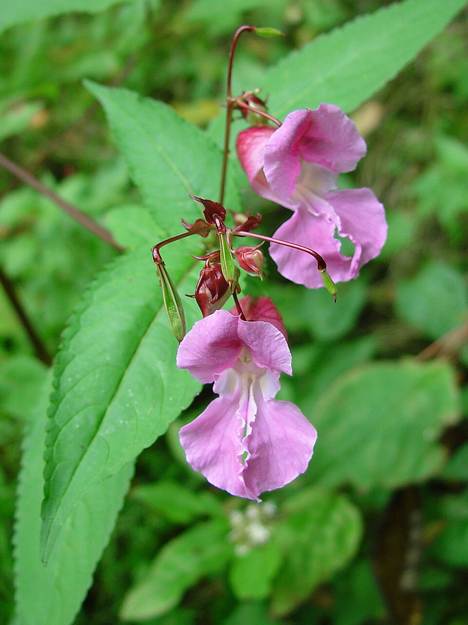 Impatiens Glandulifera