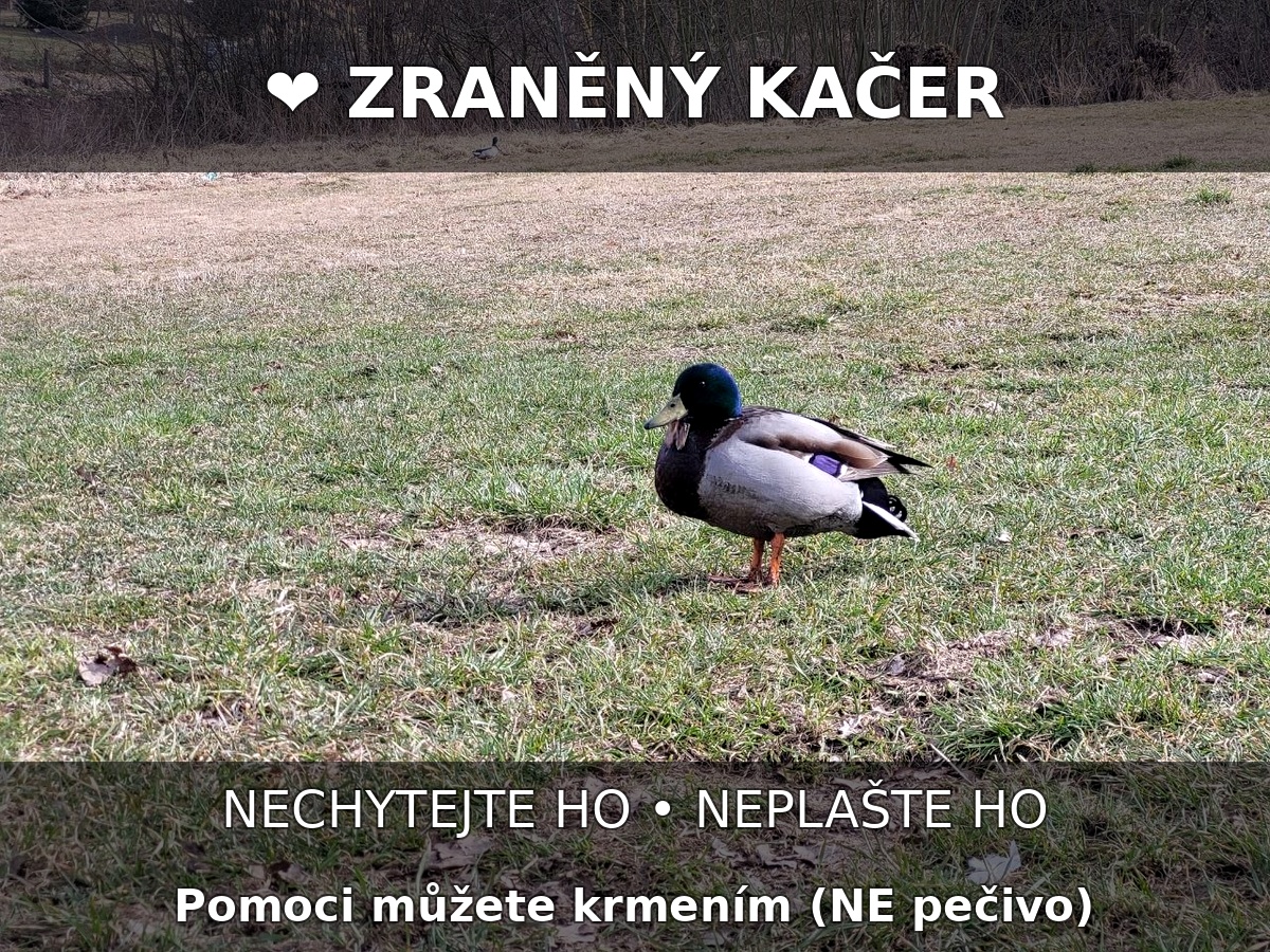 kacer