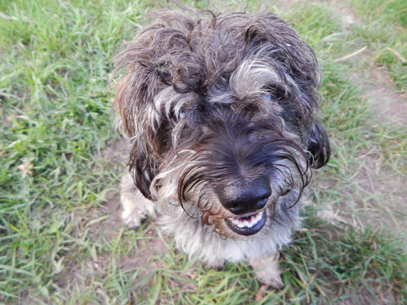 samson